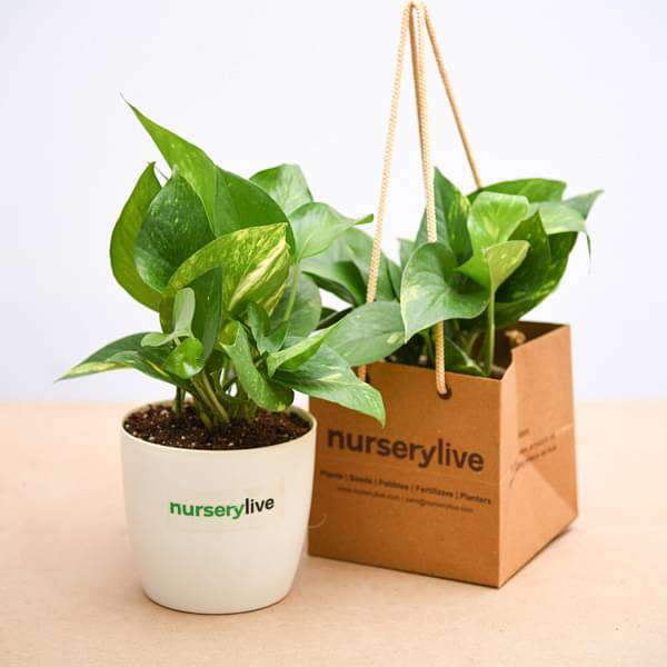 Money Plant (Green) - Corporate Gift (set of 30) - Image 4