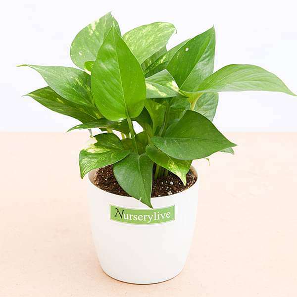 Money Plant (Green) - Corporate Gift (set of 30) - Image 5