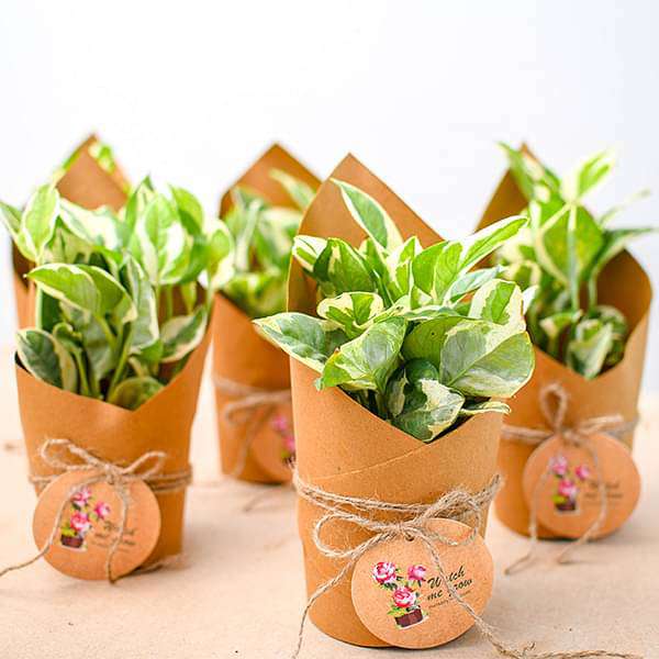 Money Plant Marble Prince in Paper Wrap - Corporate Gift (set of 30)