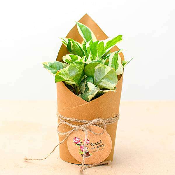 Money Plant Marble Prince in Paper Wrap - Corporate Gift (set of 30) - Image 2