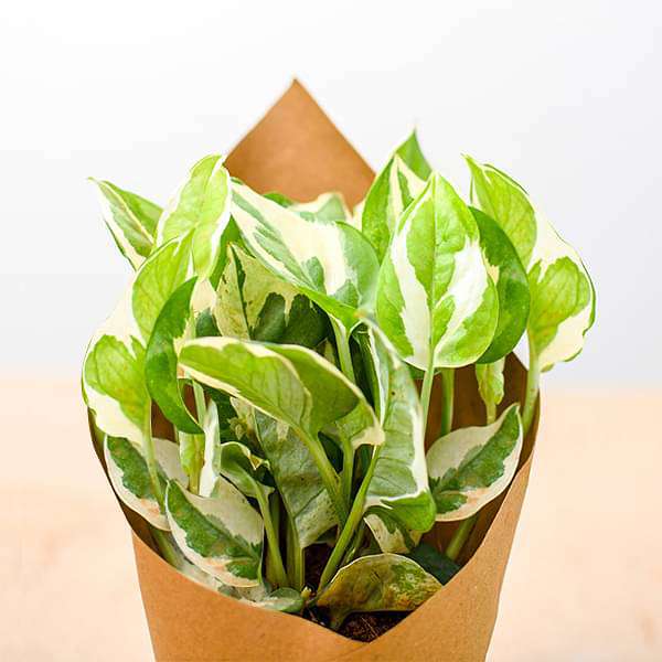 Money Plant Marble Prince in Paper Wrap - Corporate Gift (set of 30) - Image 4