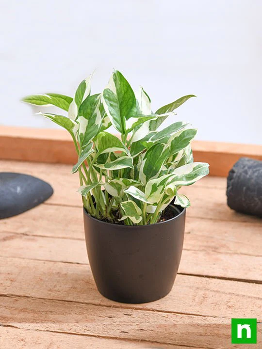 Money plant marble prince, Scindapsus n joy - Plant - Image 3
