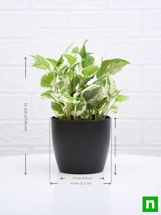 Money plant marble prince, Scindapsus n joy - Plant - Image 4