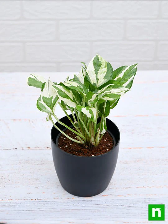 Money plant marble prince, Scindapsus n joy - Plant - Image 5