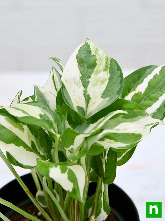 Money plant marble prince, Scindapsus n joy - Plant - Image 6