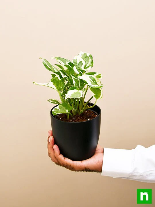 Money plant marble prince, Scindapsus n joy - Plant - Image 7