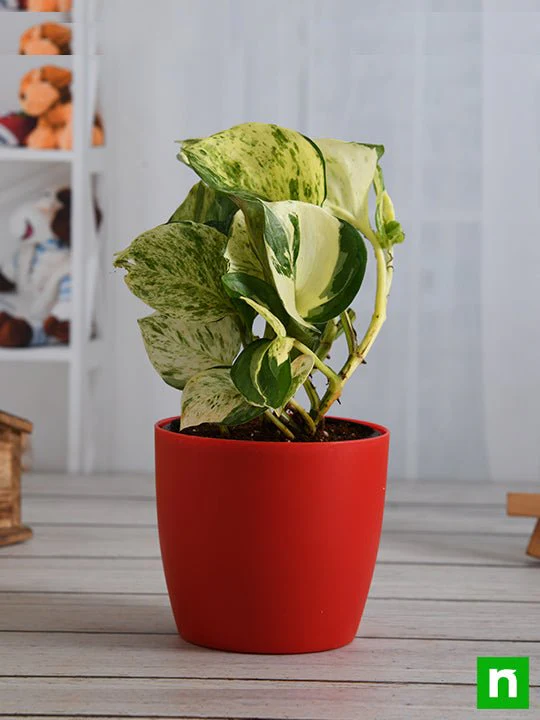 Money Plant Marble Queen - Plant - Image 3