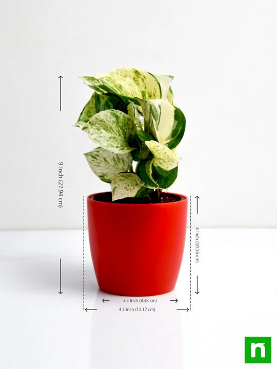 Money Plant Marble Queen - Plant - Image 4