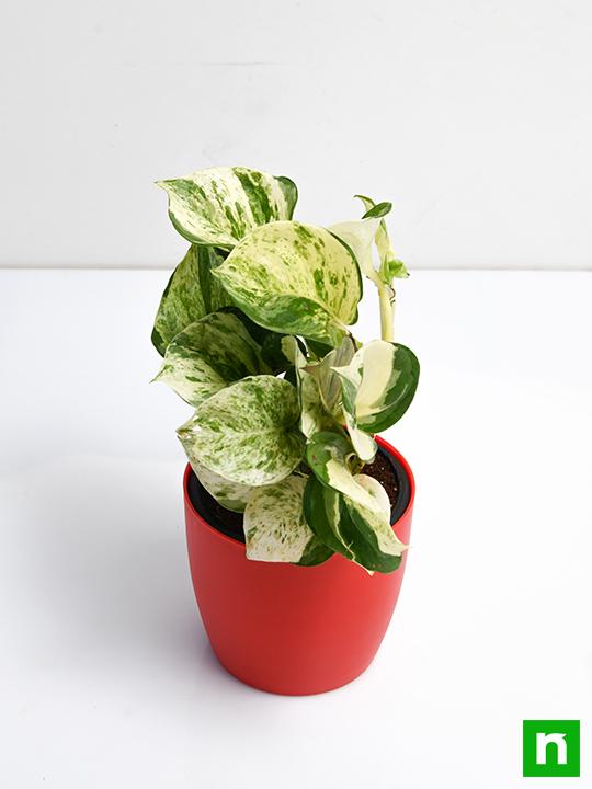 Money Plant Marble Queen - Plant - Image 5