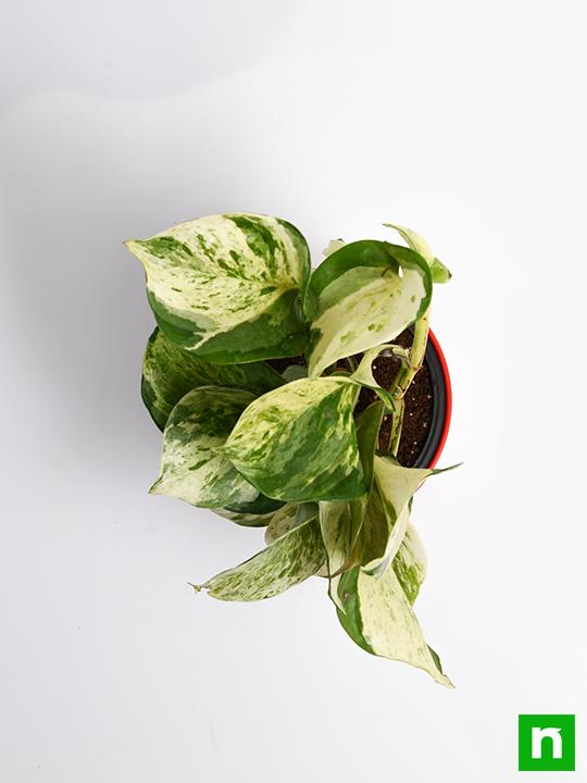 Money Plant Marble Queen - Plant - Image 6