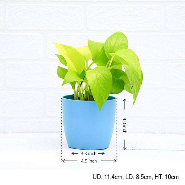 Money Plant, Scindapsus Golden - Plant - Image 3