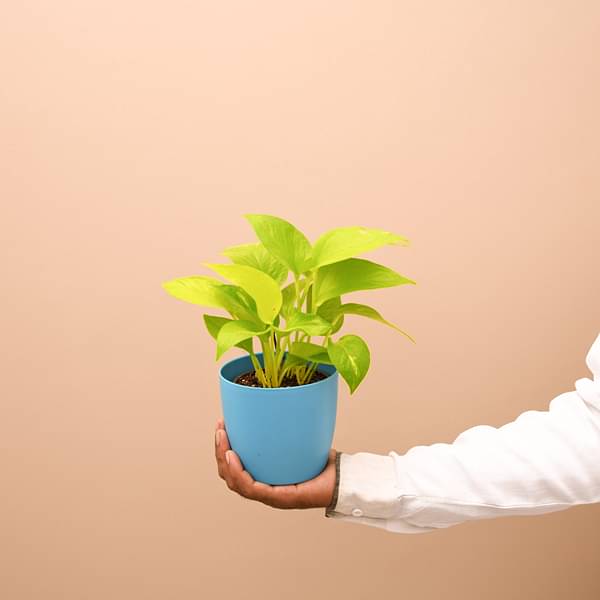 Money Plant, Scindapsus Golden - Plant - Image 4