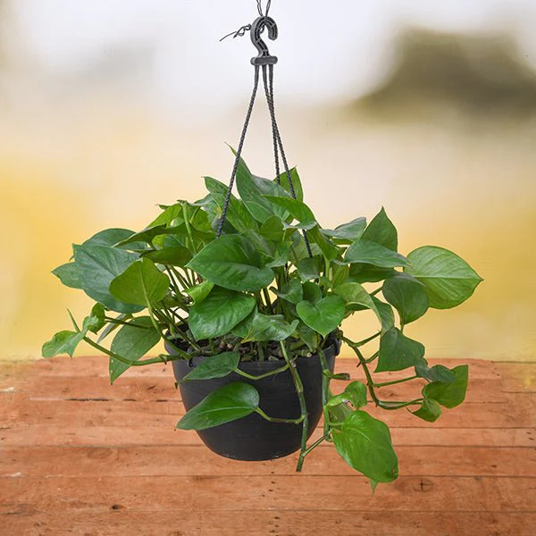 Money Plant, Scindapsus Green (Hanging basket) - Plant