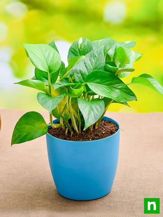 Money Plant, Scindapsus (Green) - Plant - Image 3