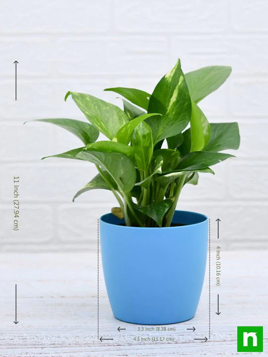 Money Plant, Scindapsus (Green) - Plant - Image 4