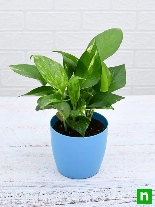 Money Plant, Scindapsus (Green) - Plant - Image 5