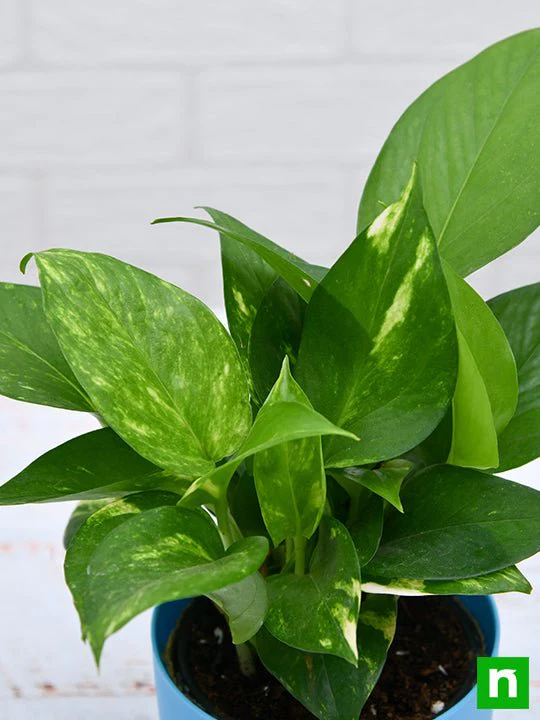 Money Plant, Scindapsus (Green) - Plant - Image 6