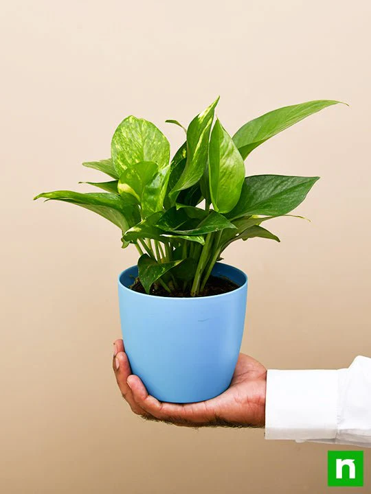 Money Plant, Scindapsus (Green) - Plant - Image 7