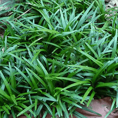 Monkey Grass, Mondo Grass - Plant