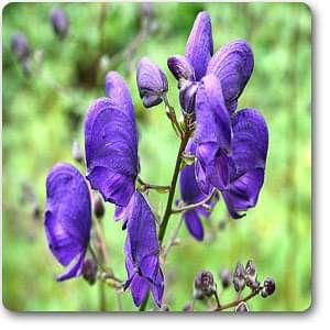 Monks hood - Plant