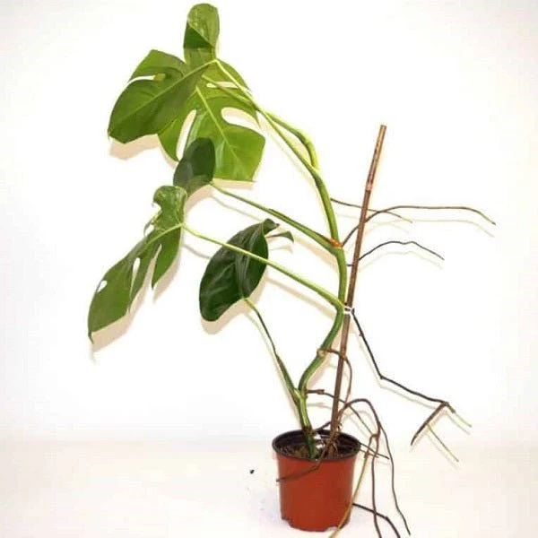 Monstera borsigiana - Plant
