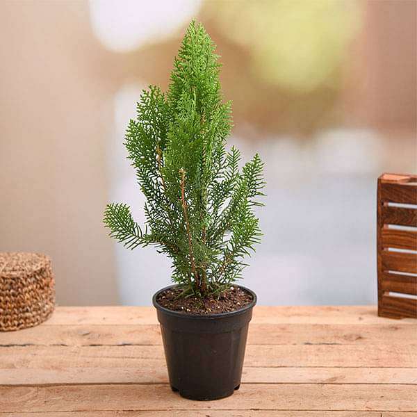 Morpankhi, Thuja Compacta - Plant