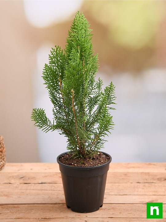Morpankhi, Thuja Compacta - Plant - Image 2