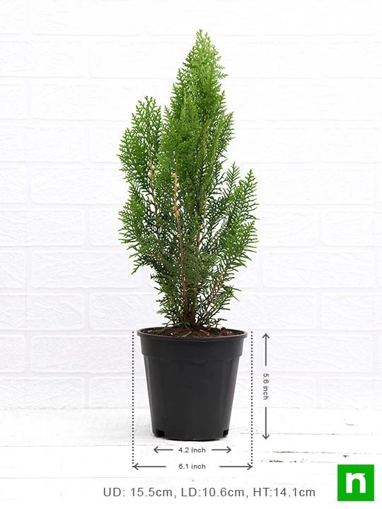 Morpankhi, Thuja Compacta - Plant - Image 3