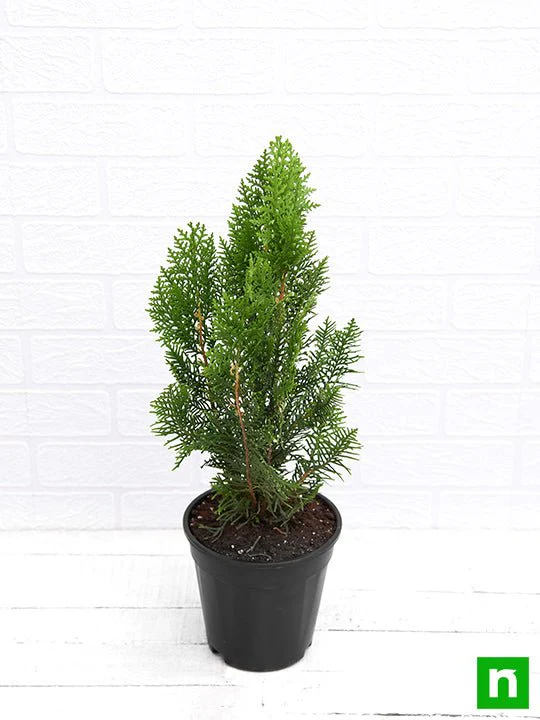 Morpankhi, Thuja Compacta - Plant - Image 4