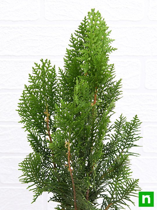 Morpankhi, Thuja Compacta - Plant - Image 5