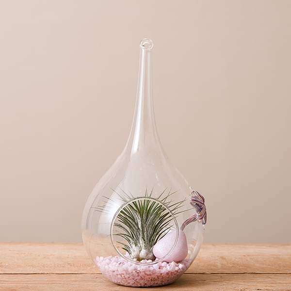 Mothers Bloom - Air Plant - Image 2