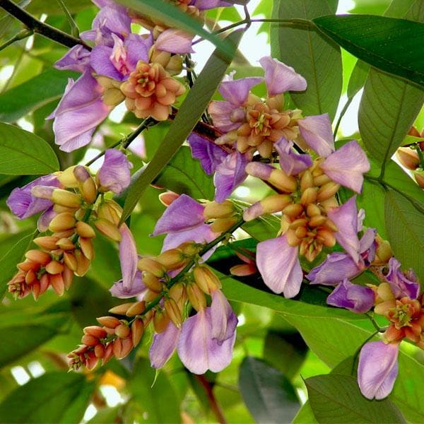 Moulmein rosewood - Plant