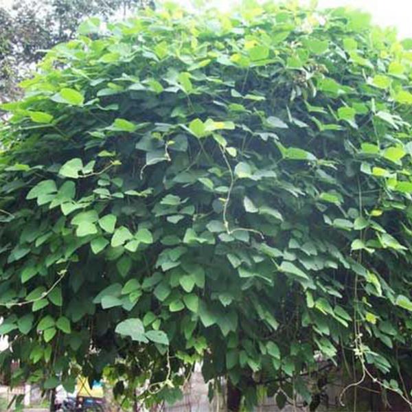 Mucuna Pruriens, Velvet Bean - 0.5 kg Seeds - Image 3