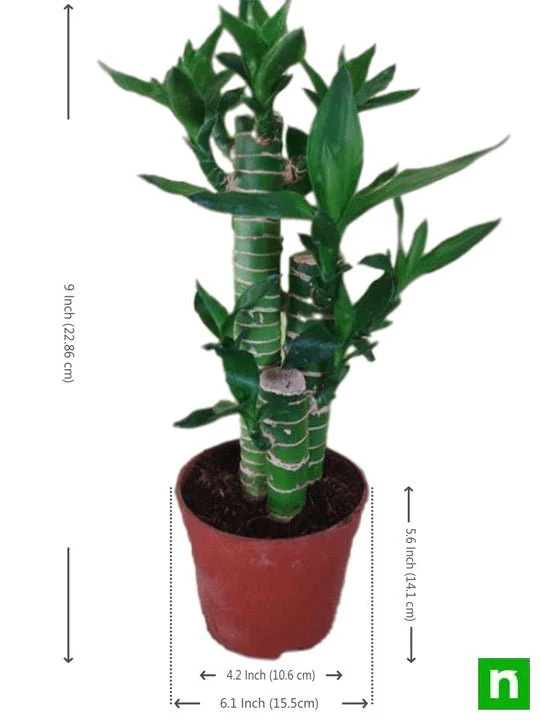 Multidrop Lotus Tiger Sticks Lucky Bamboo - Plant - Image 3