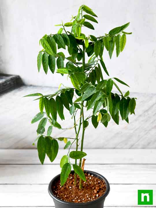 Multivitamin,Thavasi Keerai - Plant - Image 2