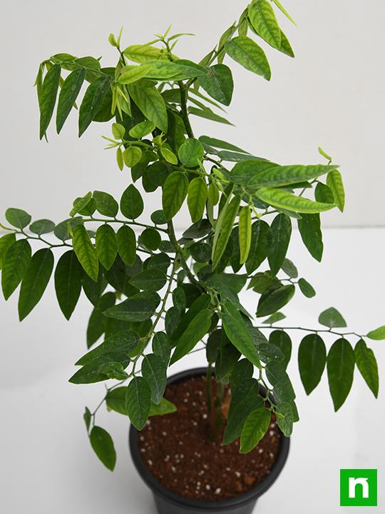Multivitamin,Thavasi Keerai - Plant - Image 3