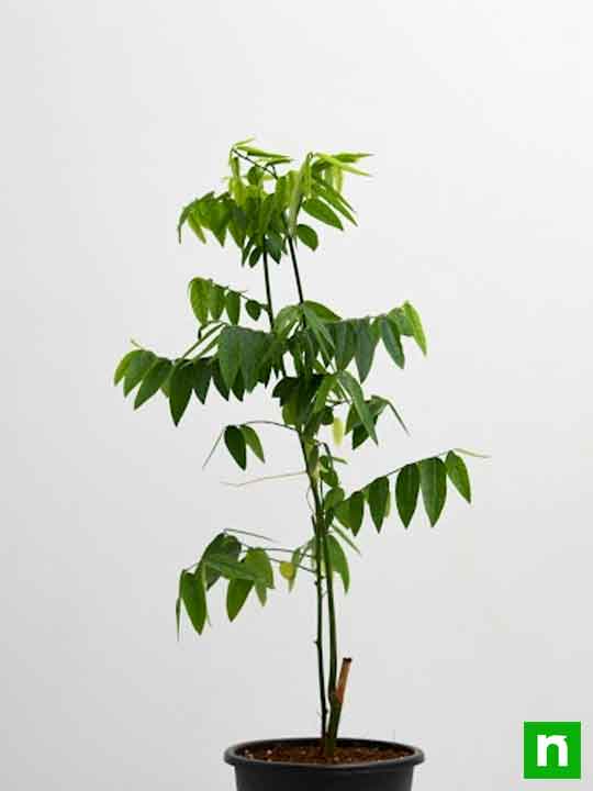 Multivitamin,Thavasi Keerai - Plant - Image 4