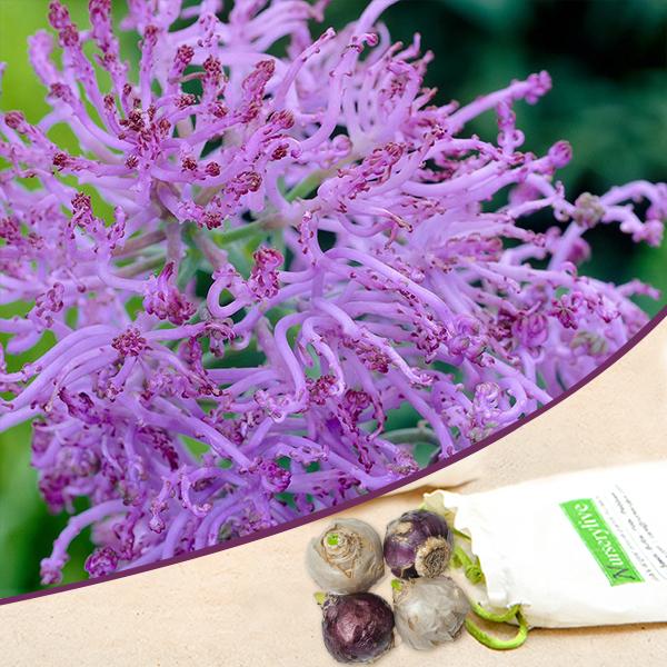 Muscari Comosum pulmosum (Purple) - Bulbs (set of 5)