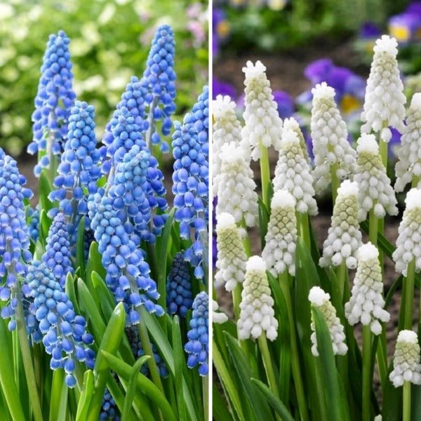 Muscari, Grape Hyacinth - (18 Bulbs Pack)