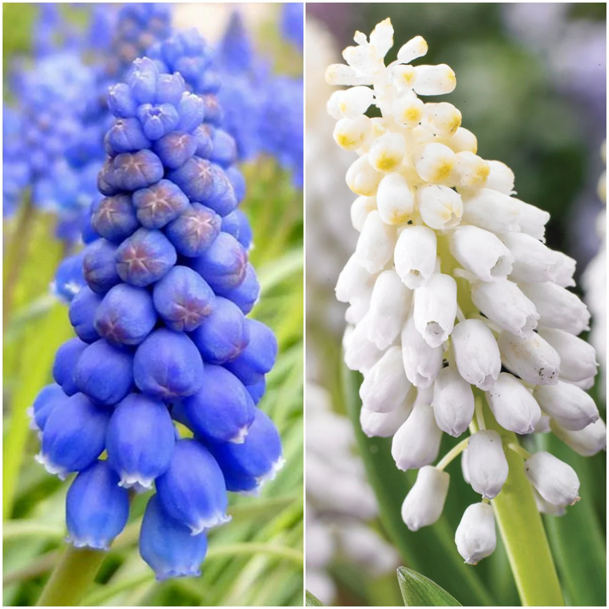 Muscari, Grape Hyacinth - (18 Bulbs Pack) - Image 2