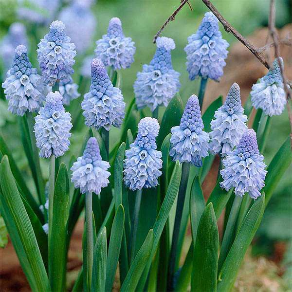 Muscari, Grape Hyacinth Azureum (Blue) - Bulbs (set of 5)