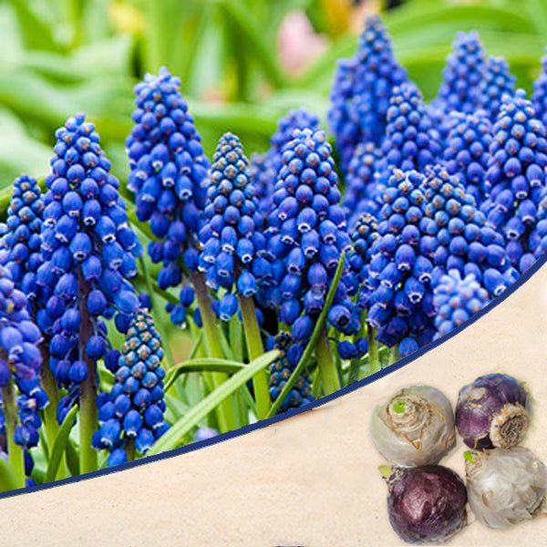 Muscari, Grape Hyacinth Armeniacum (Blue) - Bulbs