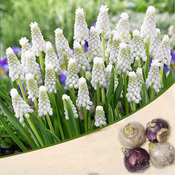 Muscari, Grape Hyacinth Siberian Tiger (White) - Bulbs