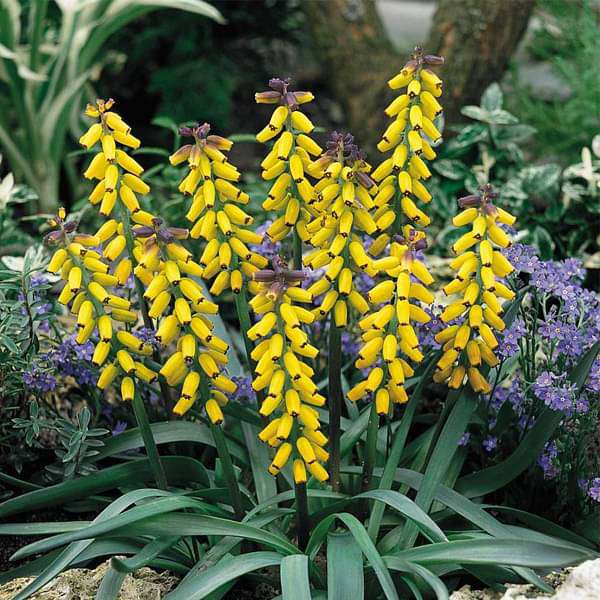 Muscari, Grape Hyacinth (Yellow) - Bulbs (set of 5)