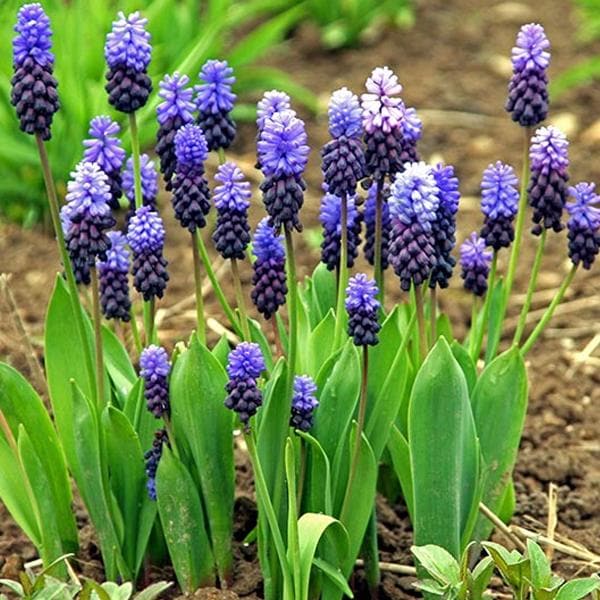 Muscari Latifolium (Blue) - Bulbs (set of 5)