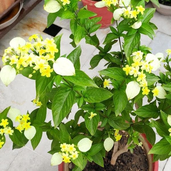 Mussaenda, Mussaenda Lutea ( Yellow ) - Plant