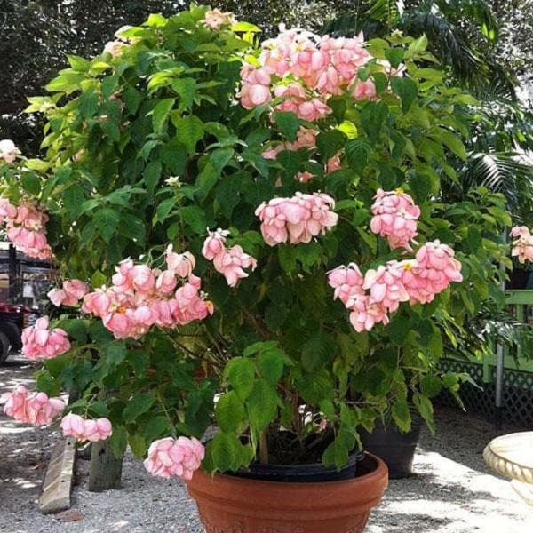 Mussaenda (Pink) - Plant
