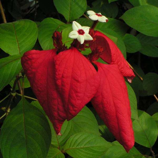 Mussaenda ( Red ) - Plant