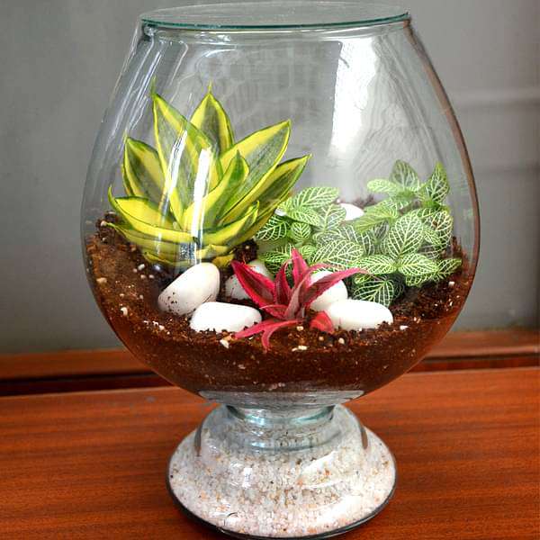 My hobbit closed goblet terrarium (10in Ht)