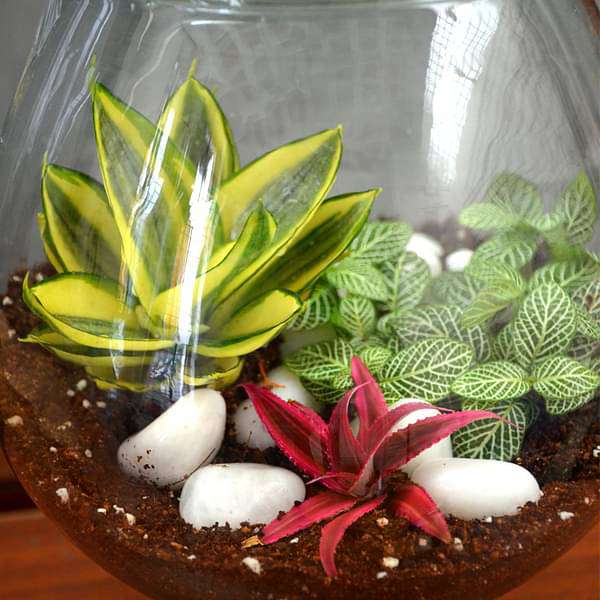 My hobbit closed goblet terrarium (10in Ht) - Image 3